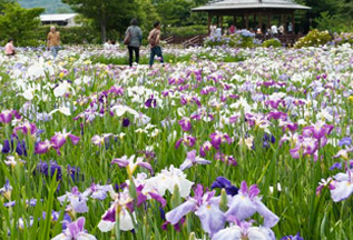 佐賀大和中央公園 花しょうぶ園